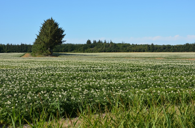 Klik for fuld størrelse